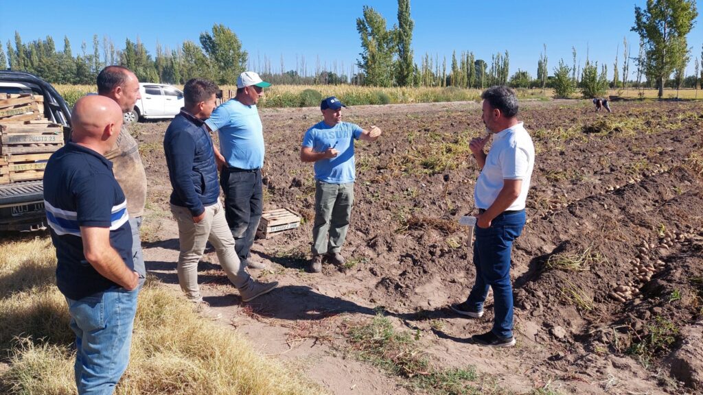 "Papa en Zona Cuyo" ya muestra resultados en Alvear Programa de Cultivo de Papa (1)