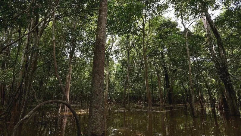 Sobrevivieron 4 semanas perdidos en el Amazonas Selva