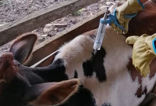 plan-sanitario-bovino