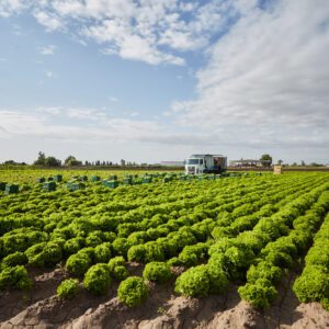 Agricultura en Mendoza