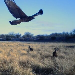 Avistaron la especie protegida Corzuela Parda en Santa Rosa CorzuelaParda2