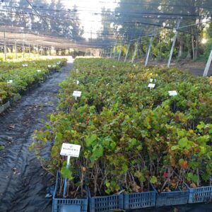 Irrigación y el Liceo Agrícola avanzan en la implementación de riego con efluente gris IMG_20240416_092952140