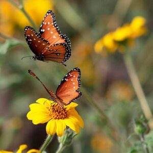 Las mariposas y el significado de sus colores Leyenda-del-color-de-las-mariposas