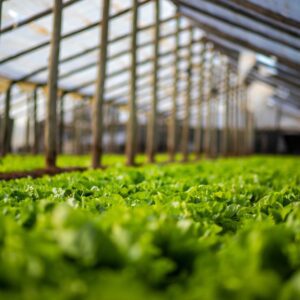 Maipú impulsa las huertas familiares con charlas y semillas para todos los vecinos Maipu Huertas 2