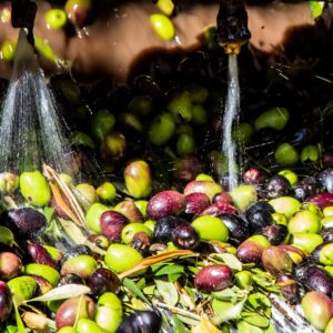 Maipú aceite de oliva 1