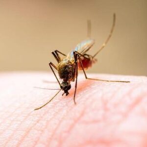 A quiénes pican más los mosquitos? aef68434-61ae-461f-9e29-042dfaef3a83_16-9-discover-aspect-ratio_50p_0