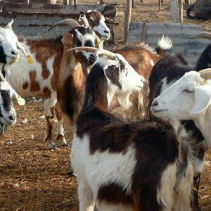 Más de $11 millones para potenciar el sector caprino y ovino caprinos-mendoza