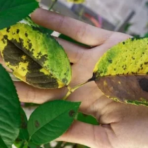 Si tus plantas tienen manchas marrones no te asustes, así las podés salvar sin usar químicos carísimos f685x385-679139_716832_5050