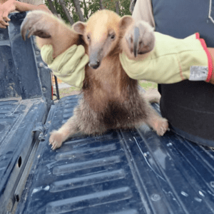 El oso melero rescatado en Junín ya está siendo atendido en Ecoparque imagen_2024-03-13_155157741
