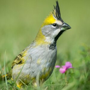 LAVALLE: comenzará el 12º Curso Regional Cuyano de Observación de Aves lvl_portada